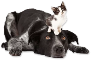 Animal Hospital in Dallas, TX: Cat and Dog