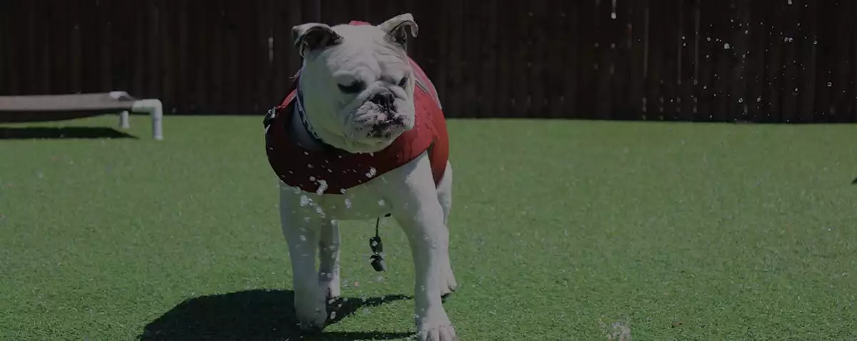 dog wearing vest outdoors