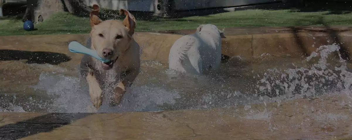 dog with bone running through water