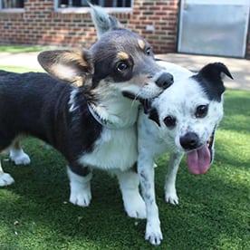 What Sets Us Apart: Dogs Playing At Rutherford Dog Daycare
