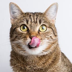 Pet Dental Care Services in Dallas