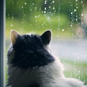 Summer Pet Safety Tips in Dallas: Cat Looking Out of a Rainy Window