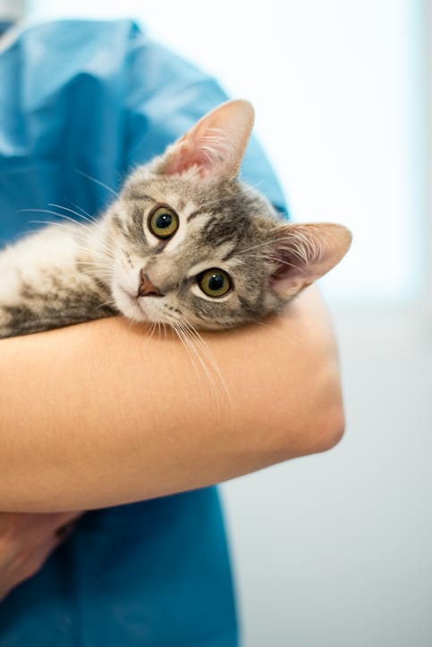 cat and dog vaccines