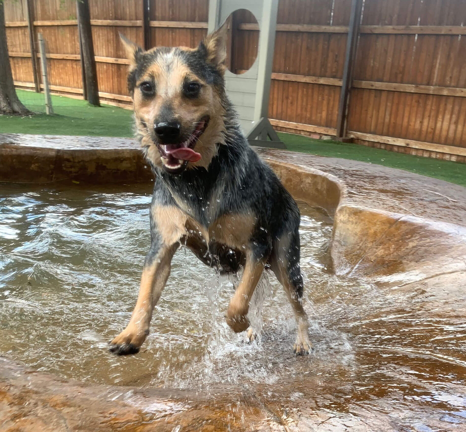 a dog playing in the water at daycare