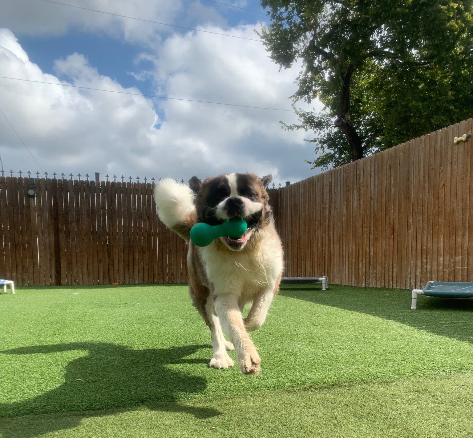 Cat & Dog Boarding in Dallas, TX Rutherford Veterinary Hospital