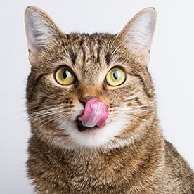 a cat licking their mouth