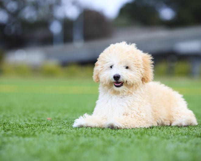 Veterinarian Bryan Place, Dallas, TX Rutherford Veterinary Hospital