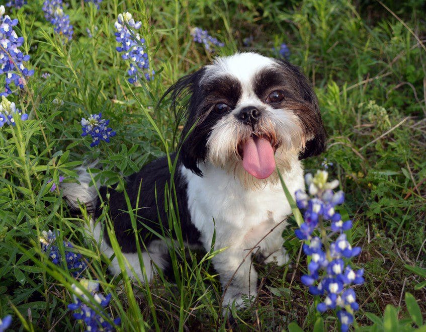 Veterinarian Kessler, Dallas, TX Rutherford Veterinary Hospital