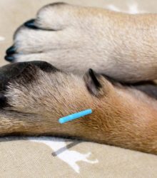 Pet Acupuncture: Can It Provide My Dallas, TX, Dog Pain Relief?