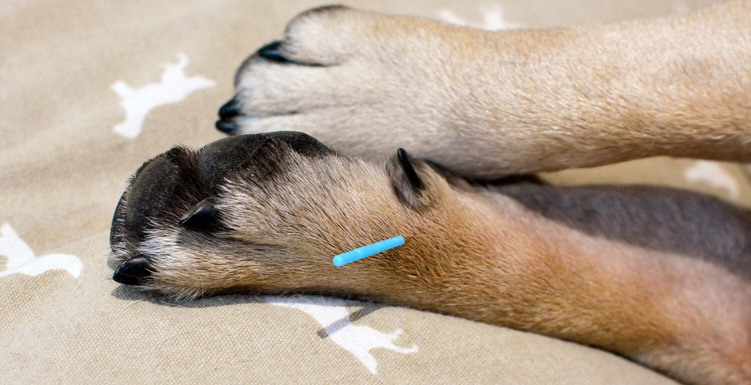 dog-pain-relief-dallas-tx