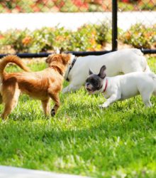 Best Dog Parks and Dog-Friendly Trails in Dallas, TX