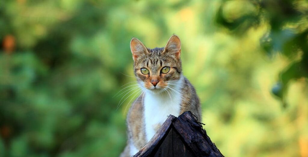 Cat Toxic Plants Dallas Tx