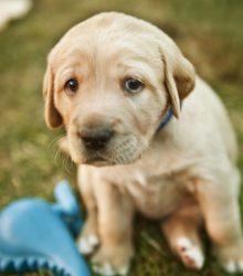 Why is My Puppy Crying? A Guide to Puppy Language in Dallas, TX