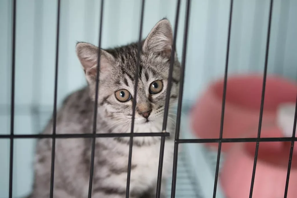 Playful Kitty Cat