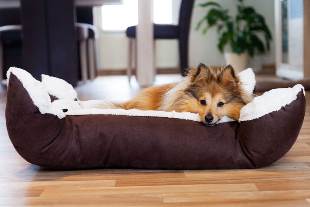 Dog Bed Dallas Tx