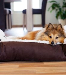 What to Look for When Purchasing a Dog Bed in Dallas, TX