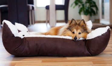 What to Look for When Purchasing a Dog Bed in Dallas, TX