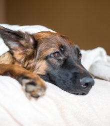 Canine Influenza: What You Need to Know