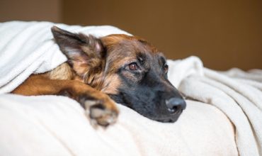 Canine Influenza: What You Need to Know