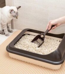 Why Is My Cat Peeing Outside the Litter Box in Dallas, TX?