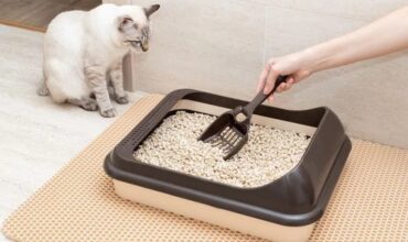 Why Is My Cat Peeing Outside the Litter Box in Dallas, TX?