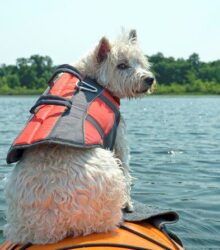Which Dog Life Jacket is Best for My Canine?
