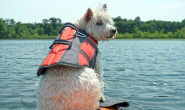 Which Dog Life Jacket is Best for My Canine?