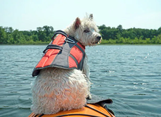 dog life jacket dallas, tx