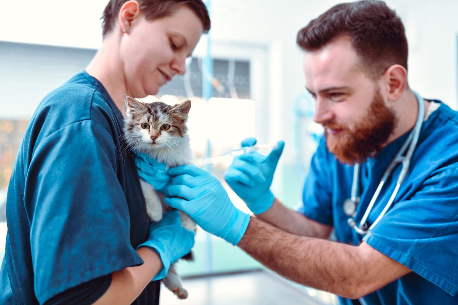 Feline Leukemia: What You Need to Know | Rutherford Veterinary Hospital