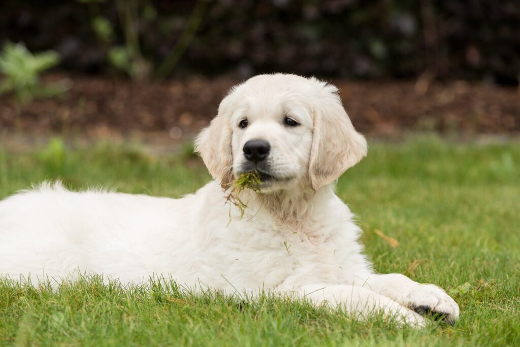 puppy-eating-grass