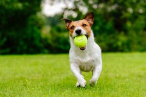 dog daycare for your canine dallas, tx