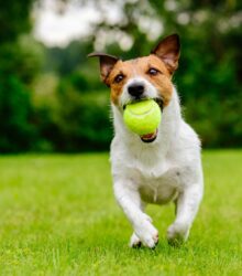 4 Benefits of Dog Daycare for Your Canine
