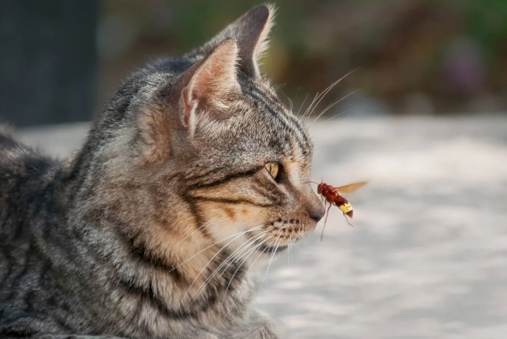 Cat Stung by a Bee What To Do