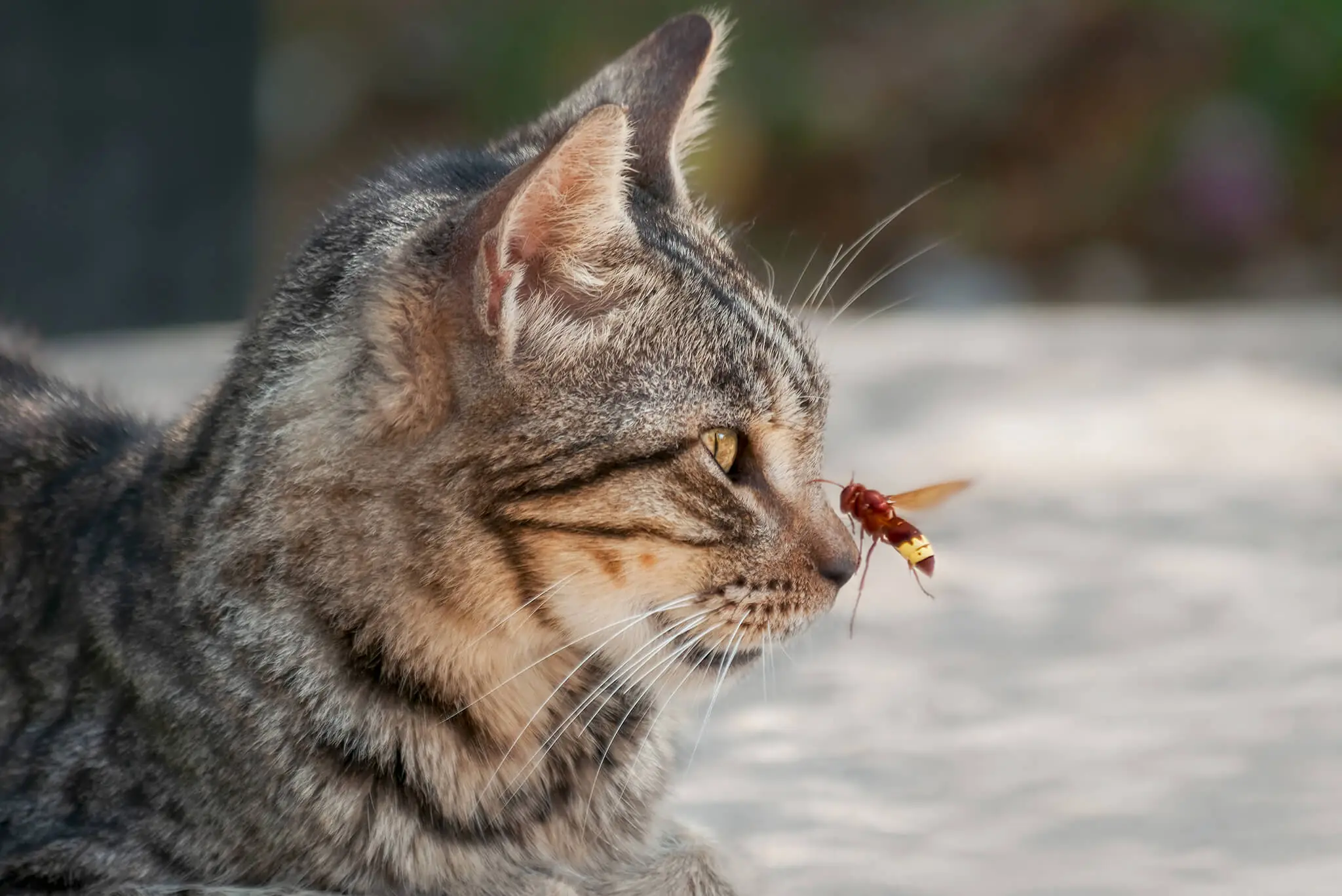 bee on cat's nose