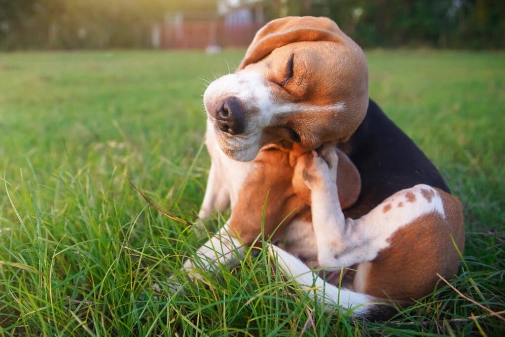 Picture of Why is Flea and Tick Prevention Important for Dogs? | Rutherford ...