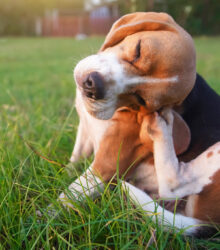 Why is Flea and Tick Prevention Important for Dogs?