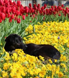 10 Spring Flowers Toxic to Dog