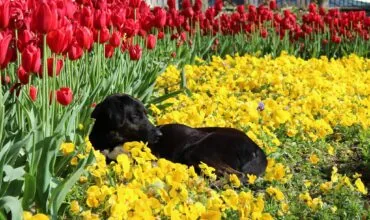 10 Spring Flowers Toxic to Dog