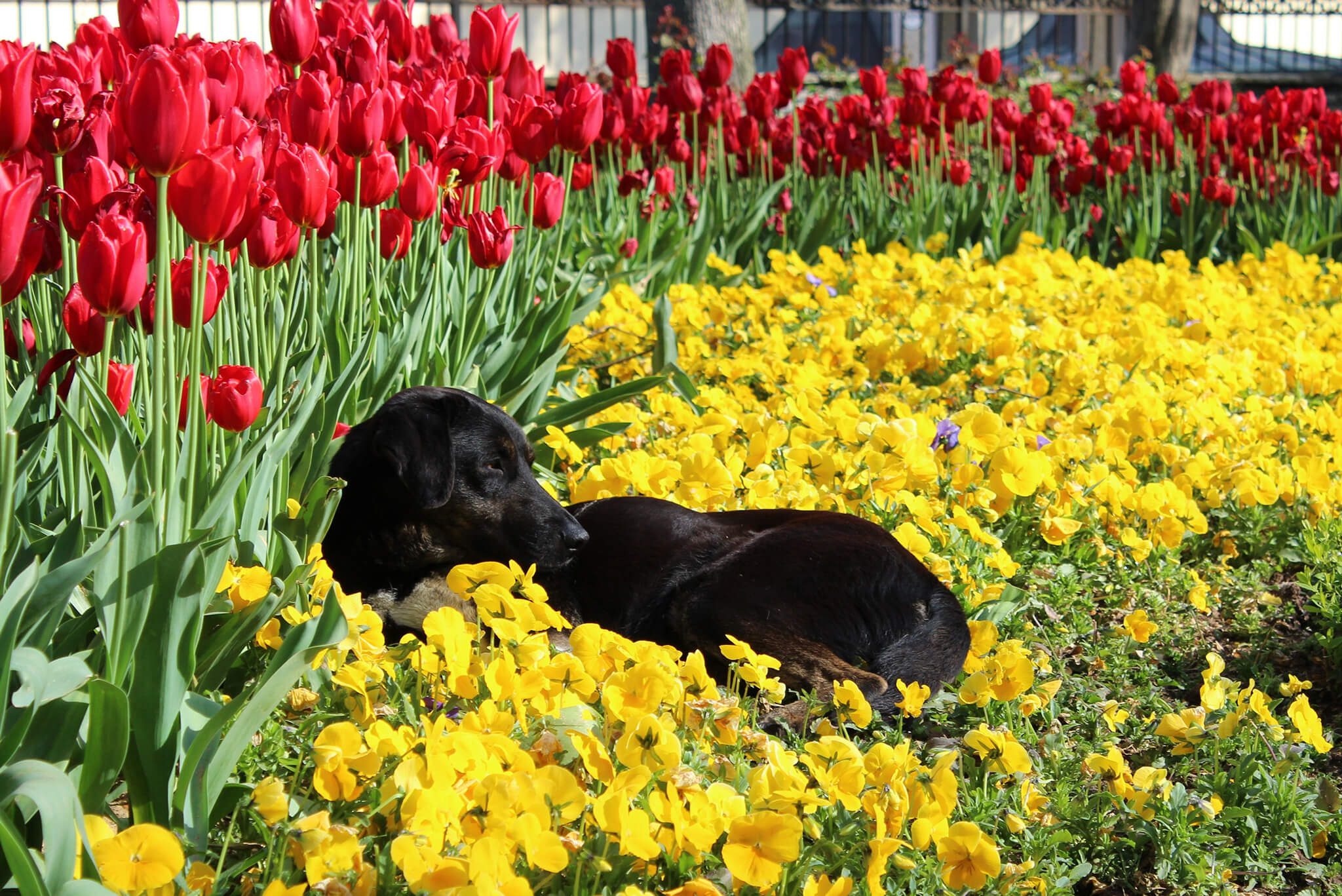 dog laying in bed of flowers