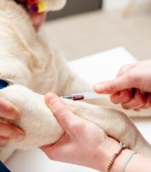 Why Blood Work Panels for Pets Are Important