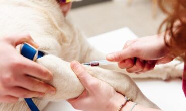 Why Blood Work Panels for Pets Are Important