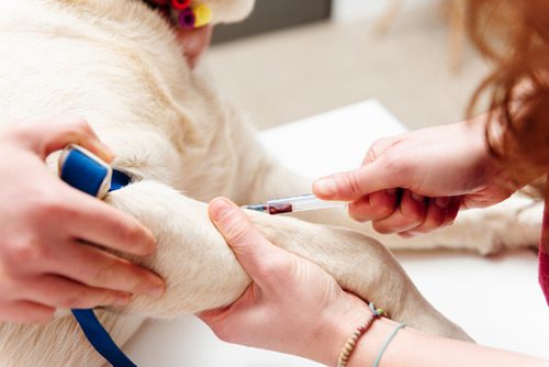 vet-drawing-blood-from-dog