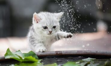 Why Do Cats Dislike Water?