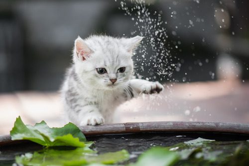 cat-shaking-water-off-it's-leg