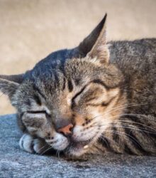 Cat Drooling: Is It Normal or a Cause for Concern?