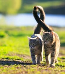 The Tail of the Tale: Why Your Cat’s Tail Wags, Lashes, and Thumps
