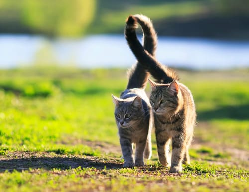 two-cats-walking-outside-side-by-side-with-their-tails-intertwined