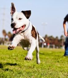 Dog Years to Human Years: A New Perspective on Aging