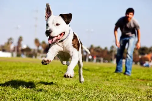 dog-chasing-a-ball-in-an-open-field-with-male-owner-in-the-background