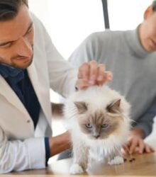 My Cat Keeps Throwing Up But Seems Fine: Should I Be Concerned?